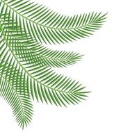 palm blad hoek vector