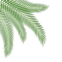 palm blad hoek vector