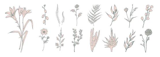 verzameling van hand- getrokken roze bloemen, varens en sappig geïsoleerd Aan wit achtergrond. bundel van botanisch tekeningen van elegant wild planten, bloemen decoraties. wijnoogst natuurlijk illustratie. vector