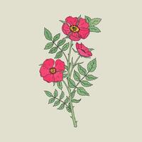 gedetailleerd botanisch tekening van prachtig hond rozen groeit Aan stam met bladeren. roze bloeiend bloemen hand- getrokken in oud antiek stijl. mooi wild bloeiend tuin struik. illustratie. vector