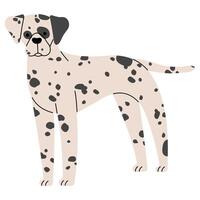 dalmatiër schattig Aan een wit achtergrond, illustratie. vector