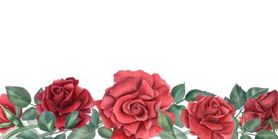 rozen. horizontaal kader met donker rood bloemen. zomer tuin fabriek. romantisch diep robijn bloemen. waterverf illustratie. kopiëren ruimte voor tekst. voor bruiloft uitnodiging, verjaardag kaart, geheugen dag. vector