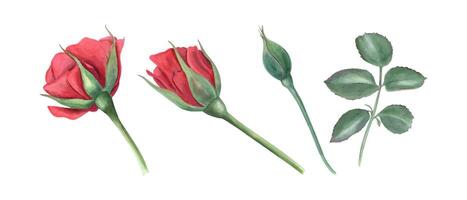 roos bloemen Bij verschillend stadia van bloeiend. tuin fabriek. rood rozen, knop en groen bladeren. waterverf illustratie voor bruiloft groet ontwerp, verjaardag kaart vector