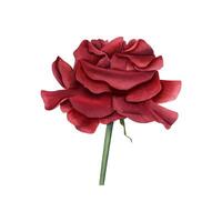 donker rood roos. zomer tuin fabriek. romantisch diep robijn bloem. decoratief element. waterverf illustratie voor bruiloft regeling, verjaardag hartelijk groeten, kaart vector
