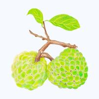 schattig waterverf fruit clip art - downloaden heerlijk zomer voedsel vector