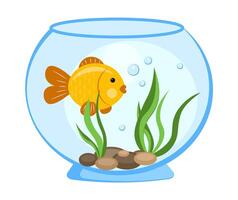 goudvis in een aquarium Aan een wit achtergrond vector
