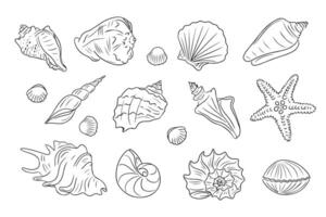 zomer strand tekening reeks van schelpen. verzameling van hand- getrokken contour tekening van oester weekdier en slak schelpen in gemakkelijk lineair stijl. modern minimalistische schets icoon reeks vector