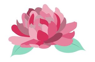 pioen hoofd in vlak ontwerp. roze bloeiend roos bloem met groen bladeren. illustratie geïsoleerd. vector