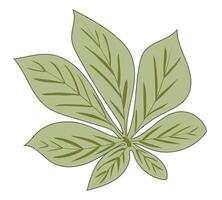 groen kastanje blad met aderen in vlak ontwerp. decoratief boom gebladerte. illustratie geïsoleerd. vector