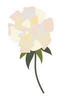 abstract wit bloem met veel bloemblaadjes in vlak ontwerp. bloeiend pioen. illustratie geïsoleerd. vector