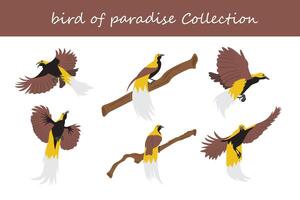 vogel van paradijs verzameling. vogel van paradijs in verschillend poseert. vector