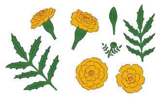 reeks van geel goudsbloemen, bloemen, bladeren, bloemknoppen vector