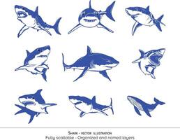 walvis haai illustratie reeks verzameling bundel - wit transparant achtergrond vector