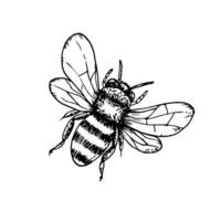 schattig hommel. hand- geschilderd lineair insecten. grafisch clip art geïsoleerd Aan achtergrond. botanisch en bruiloft illustratie. voor ontwerpers, uitnodigingen, decoratie, ansichtkaarten, omhulsel papier vector