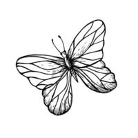 vlinder. hand- geschilderd lineair insect. grafisch clip art geïsoleerd Aan achtergrond. botanisch en bruiloft illustratie. voor ontwerpers, uitnodigingen, decoratie, ansichtkaarten, omhulsel papier vector