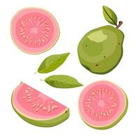 reeks van sappig en gezond groen guava en roze plakjes geïsoleerd Aan wit achtergrond. gesneden tropisch fruit illustratie in vlak stijl. zomer clip art voor ontwerp van kaart, banier, folder, poster vector