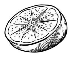 hand- getrokken schetsen tekening van een citroen of limoen vector