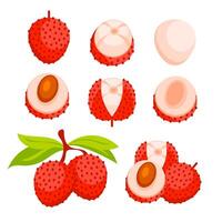 lychee reeks van vers rood. tropisch fruit geheel en snee. vector