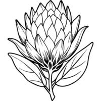 protea bloem schets illustratie kleur boek bladzijde ontwerp, protea bloem zwart en wit lijn kunst tekening kleur boek Pagina's voor kinderen en volwassenen vector