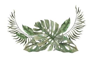 samenstelling van tropisch bladeren van monster, dieffenbachia en banaan. hand- getrokken waterverf illustratie. botanisch exotisch illustratie voor divers ontwerpen, uitnodigingen, kaarten, vakantie decoratie vector