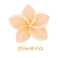 plumeria illustratie. levendig tropisch bloem. realistisch botanisch hand- getrokken schilderij geïsoleerd Aan wit achtergrond. tekenfilm ontwerp voor poster, icoon, kaart, logo, label, banier, sticker. vector