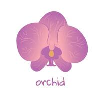 orchidee illustratie. levendig tropisch bloem. realistisch botanisch hand- getrokken schilderij geïsoleerd Aan wit achtergrond. tekenfilm ontwerp voor poster, icoon, kaart, logo, label, banier, sticker. vector