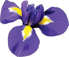 iris bloem. wit geïsoleerd achtergrond met knipsel pad. detailopname Nee schaduwen. natuur. vector