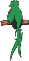 schattig quetzal illustratie vector