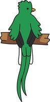 schattig quetzal illustratie vector