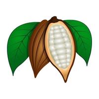 cacaobonen geïsoleerd vector