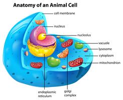 Anatomie van een dierlijke cel vector