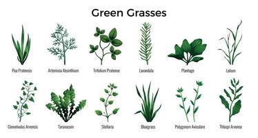 groene grassen set vector