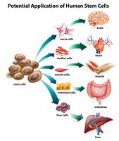 Stamceltoepassing vector