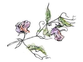 hand- getrokken waterverf inkt illustratie botanisch bloemen bladeren. zoet eeuwigdurend erwt, wikke winde peulvrucht. Afdeling boeket geïsoleerd Aan wit achtergrond. ontwerp bruiloft, liefde kaarten, bloemen winkel vector