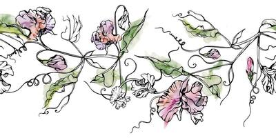 hand- getrokken waterverf inkt illustratie botanisch bloemen bladeren. zoet eeuwigdurend erwt, wikke winde peulvrucht. naadloos banier geïsoleerd Aan wit achtergrond. ontwerp bruiloft, liefde kaarten, bloemen winkel vector
