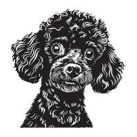 poedel hond - een geschokt poedel hond gezicht illustratie in zwart en wit vector