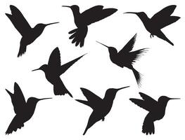kolibrie silhouet Aan wit achtergrond vector