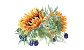 zonnebloemen, rijp bramen en groen bladeren. tuin bessen en veld- bloemen. bloemen zomer boeket van bloeiend planten. waterverf illustratie. bruiloft briefpapier, groet. vector