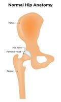 normaal heup anatomie wetenschap ontwerp illustratie diagram vector