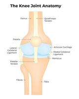 de knie gewricht anatomie wetenschap ontwerp illustratie diagram vector