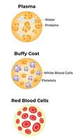 plasma, buffy jas, rood bloed cellen wetenschap ontwerp illustratie diagram vector