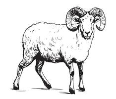 schapen RAM schetsen hand- getrokken in tekening stijl landbouw illustratie vector