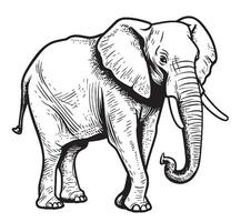 Indisch olifant wandelen hand- getrokken schetsen illustratie vector