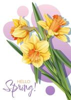 groet kaart sjabloon met voorjaar bloemen. banier, poster met narcissen. Pasen illustratie van delicaat bloemen in tekenfilm stijl voor kaart, uitnodiging, achtergrond, enz. vector