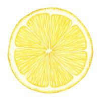 plak van citroen vruchten. geïsoleerd hand- getrokken waterverf illustratie. voor de helft tropisch citrus fruit. ontwerp voor menu, pakket, kunstmatig, textiel, kaarten vector