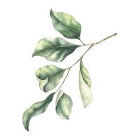 abstract groen Afdeling met bladeren. groen blad. hand- getrokken waterverf illustratie van takje. voor bruiloft ontwerp, textiel, omhulsel papier, scrapbooken, kaarten vector