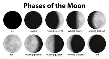 Fasen van de maan vector