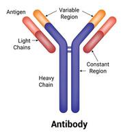 antilichaam wetenschap ontwerp illustratie vector