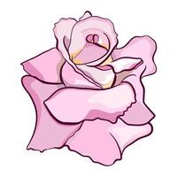 roze roos is een bloem hoofd bloemen illustratie vector