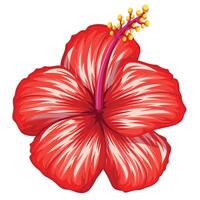 hand- getrokken hibiscus bloem vector